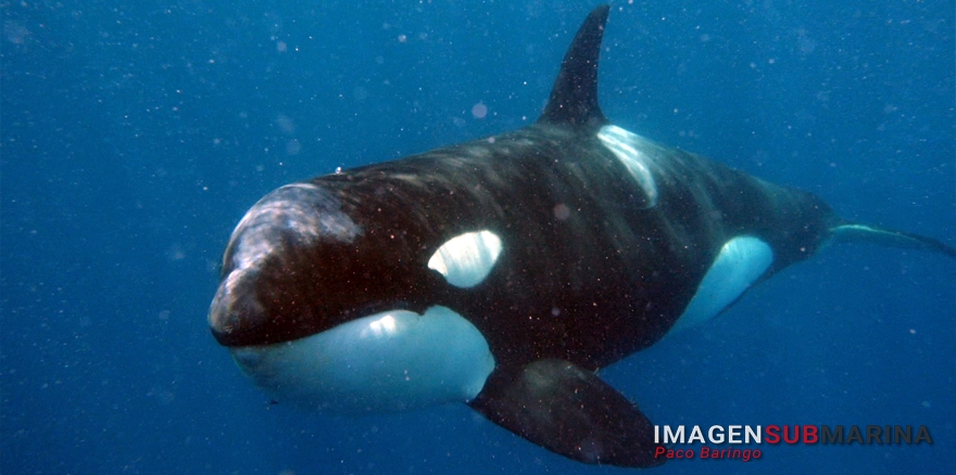 Plan de Conservaci&oacute;n de la Orca Ib&eacute;rica