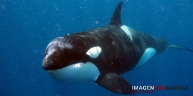 Plan de Conservaci&oacute;n de la Orca Ib&eacute;rica