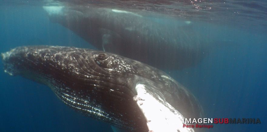 Gorgona el hogar de las yubartas